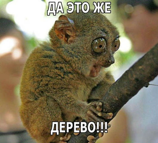 Андрей Анисимов