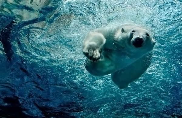 Михаил Маркович