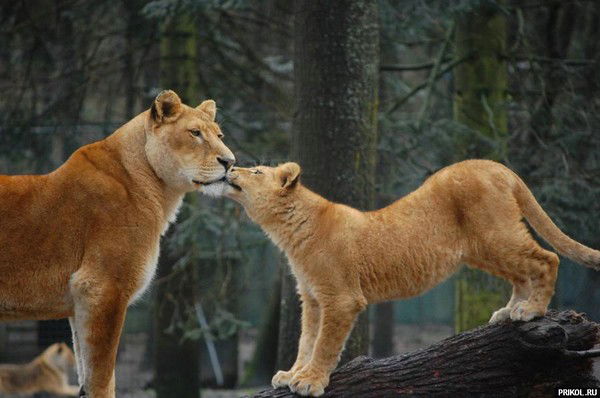 Инна Щербакова