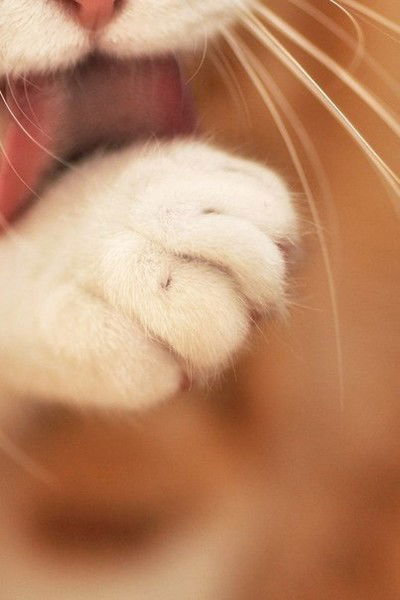 Мария Константиновна