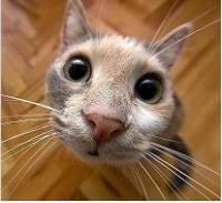 Алексей Ревякин