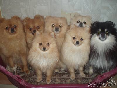 Нателла Сабурова