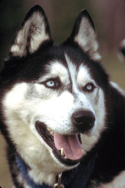 Игорь Михалин