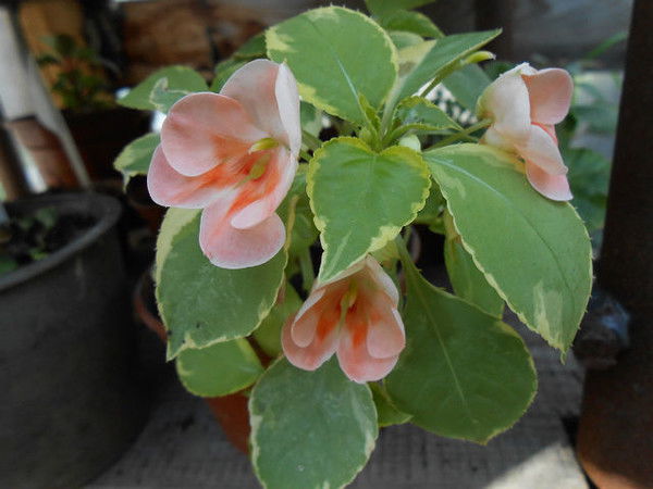 Лариса Саранцева