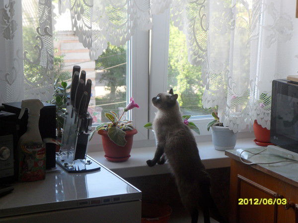 Наталья Горева