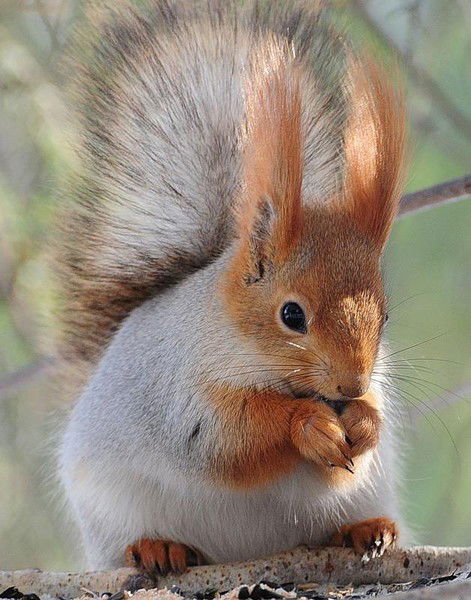 Людмила Фарукшина