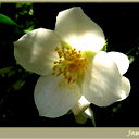 Jasmine Jasmine