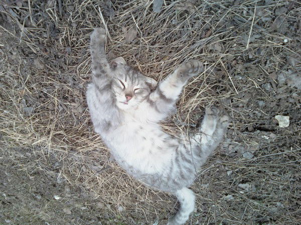 Андрей Кривошеев