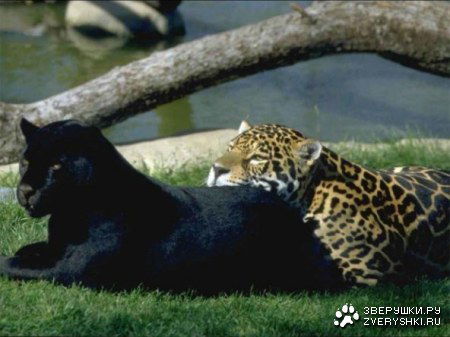 Константин Снатенков