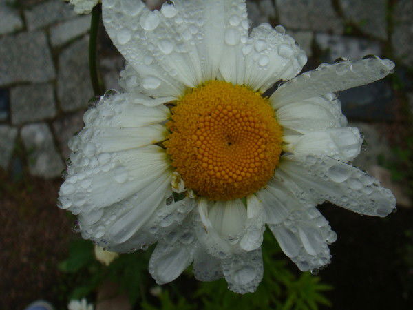 Маргарита Яфанкина