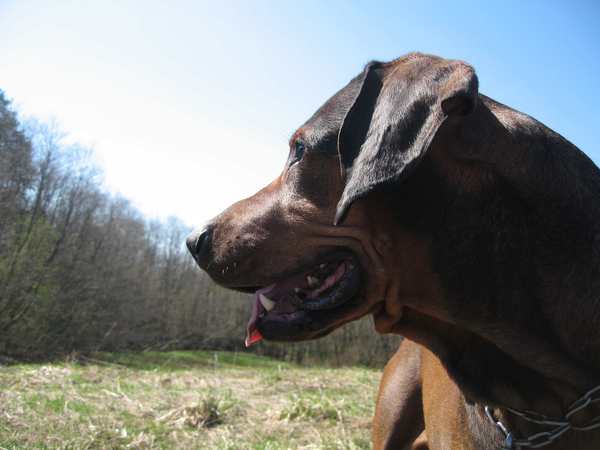 Николай Туркин