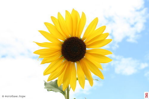 Наталья Кичий