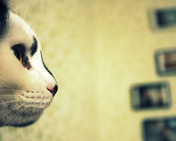 Олеся Донакова