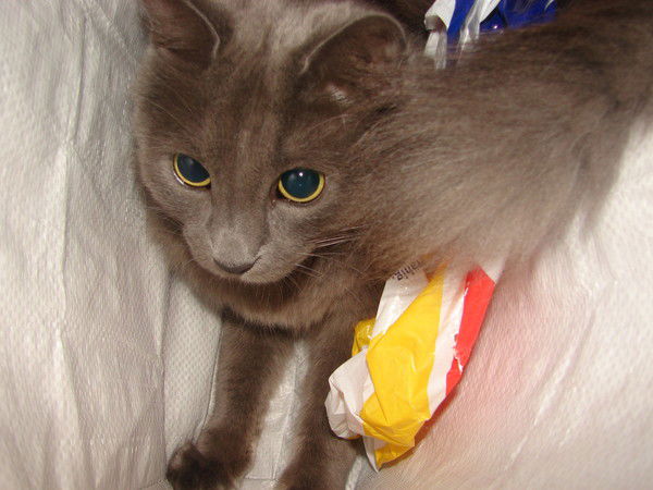 Диана Макаренко