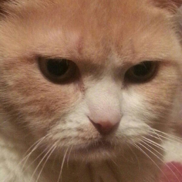 Георгий Иванов