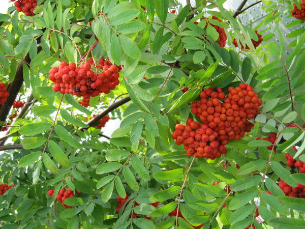 Екатерина Максимова