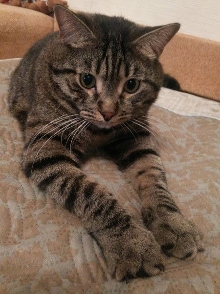 Ольга Чугунова