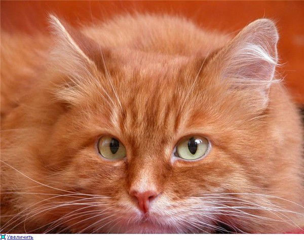 Галя Комарова