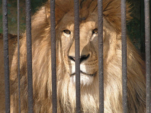 Леша Захаров