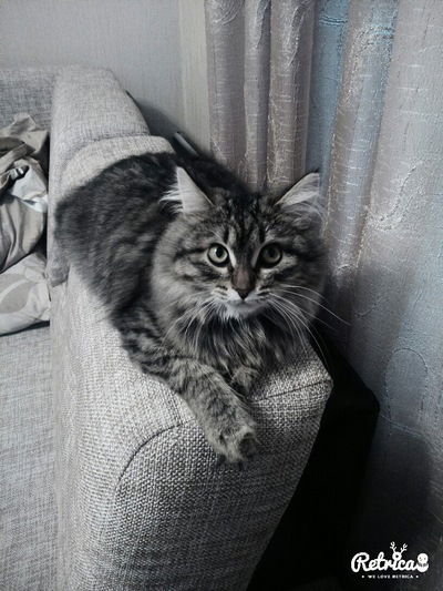 Ирина Котова