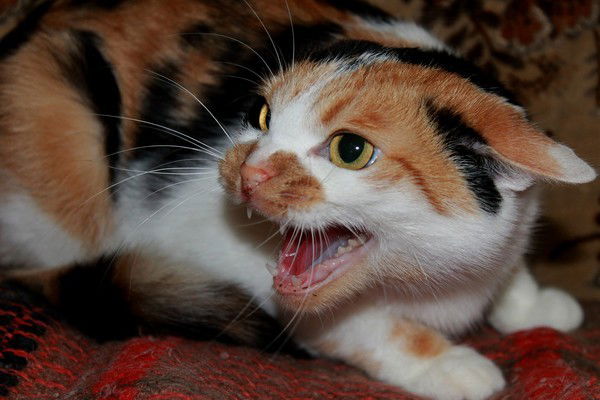 Іванна Балахніна