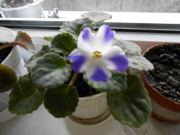 Ататолий Савицкий