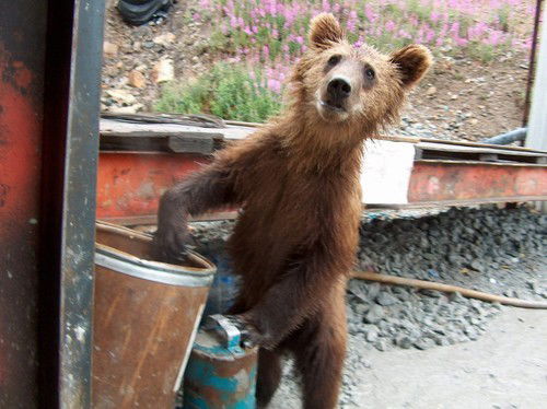 Голота Павел