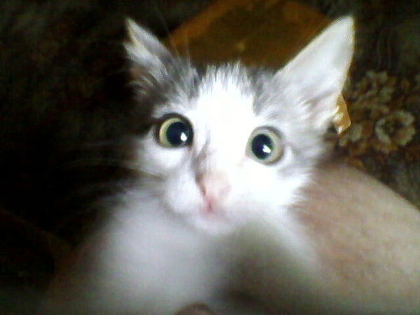 Сергей Бадюля