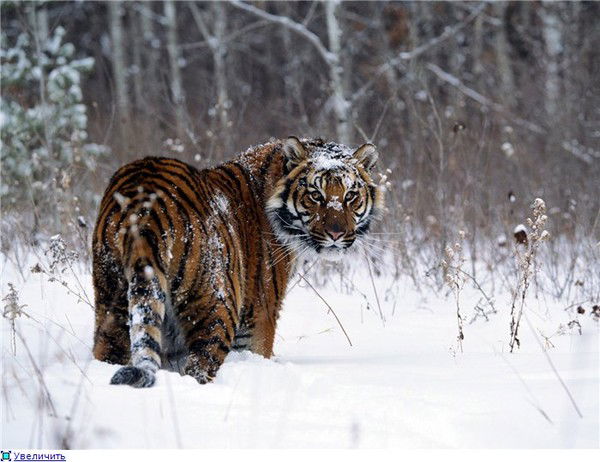 Биржан Жарылгасов