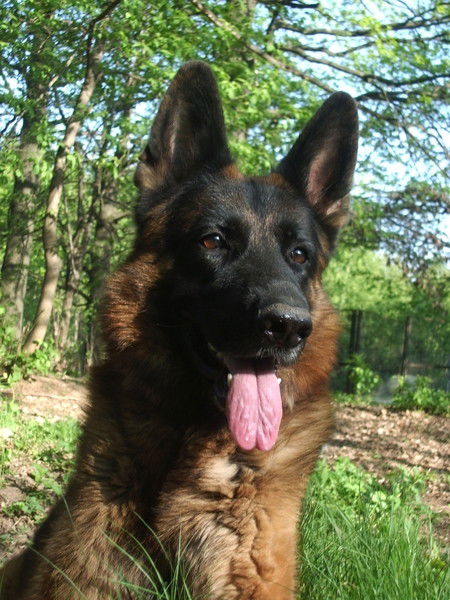 Александр Локшин