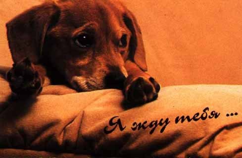 Дмитрий Ищенко