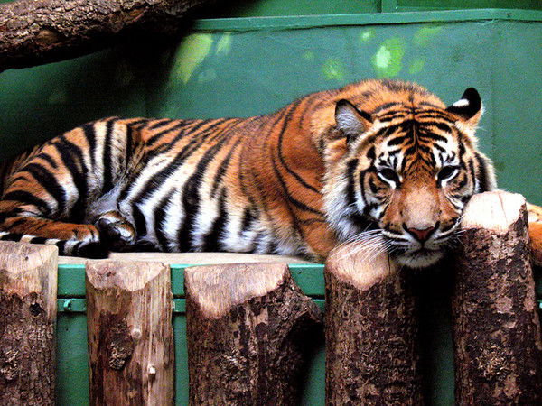 Тага Хиясов