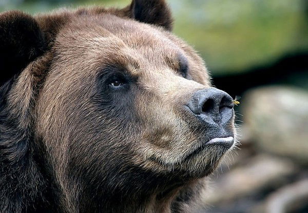 Мишка Потапыч