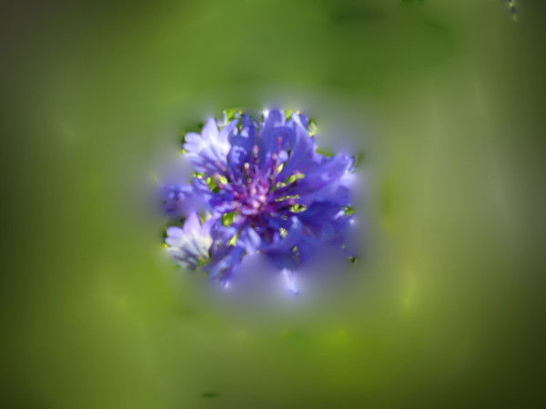 Аня Бушманова