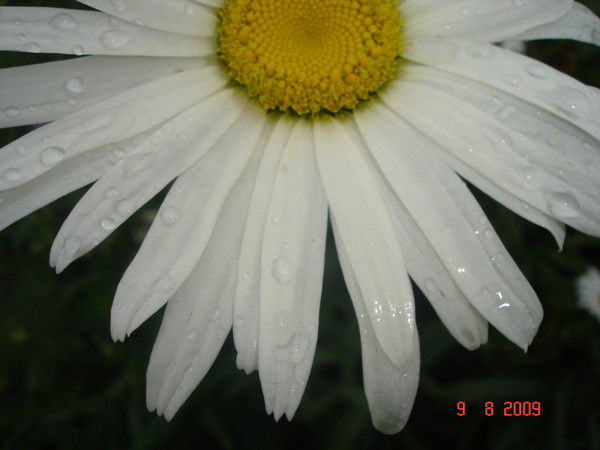 Карина Краснова