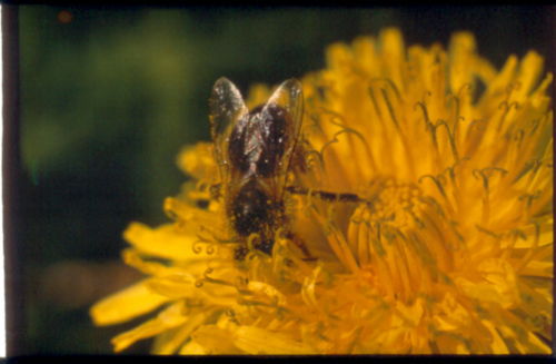 Антонина Кочнева