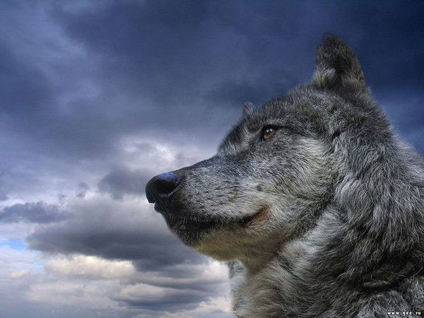 Игорь Соболев