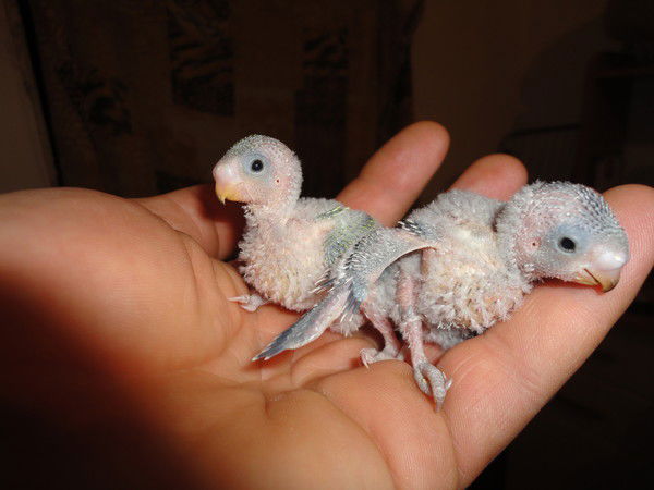 Александр Ткаченко