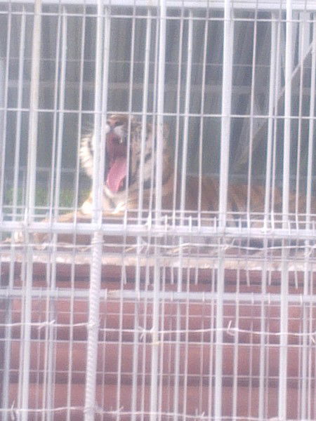 Александр Макс