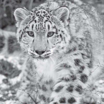 Дмитрий Баранов