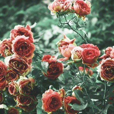 Анастасия Костенко