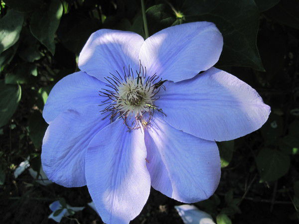 Татьяна Афонина