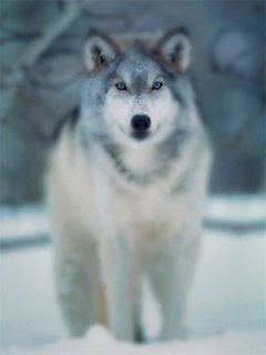 Сергей Зоммер