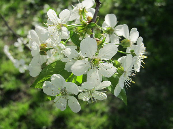 Оксана Борщ