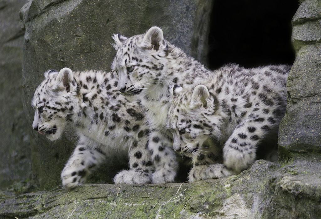 Виктор Ищенко