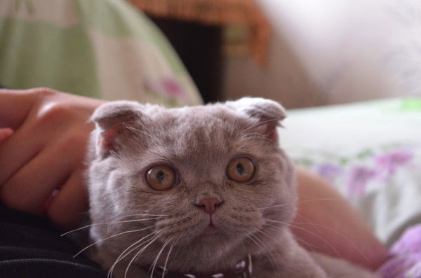 Ира Степанова