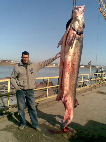 Али Мамедов