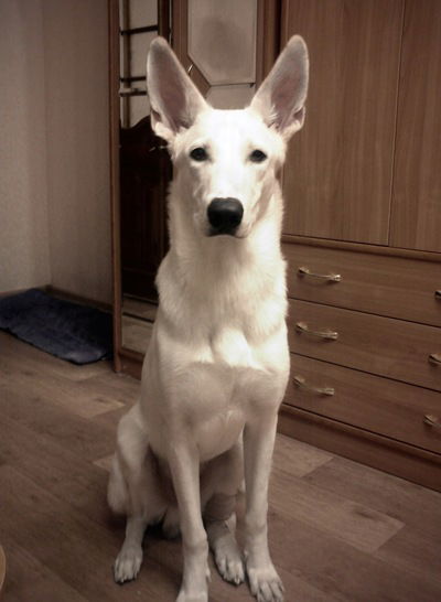 Саша Куренков