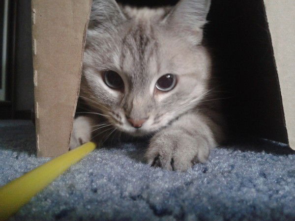 Олег Соколов