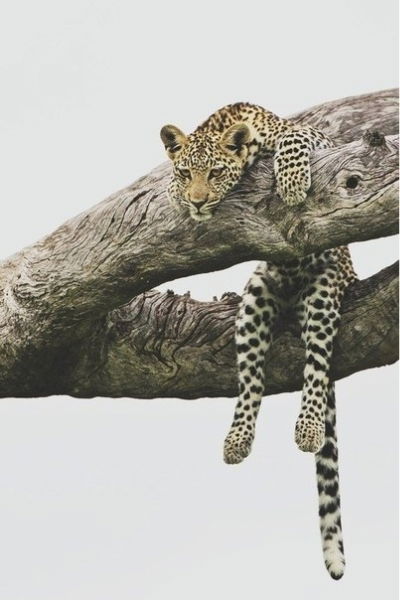 Асель Асылбекова